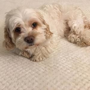 Meet your Posher, Luciana